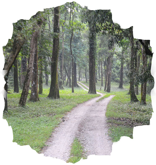 Gorumara National Park (Lataguri)